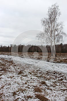 Wide snow meadow with road and two birches in cloudy day. Winter field with forest and frozen trees. Winter landscape.