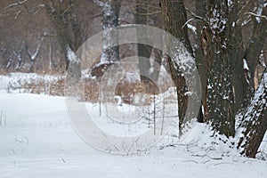 Wide snow meadow with road and two oaks in cloudy day. Winter field with forest and frozen trees. Winter landscape. Cold
