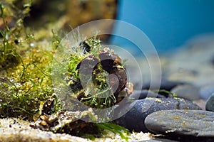 Wide spread bivalve mollusc mytilaster filter water for food in Black Sea saltwater marine biotope aquarium, macro shot of a stone