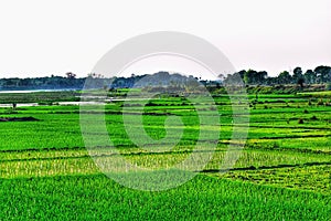 A wide spread green agricultural field