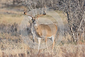 Wide Spread Whitetail Buck in Texas