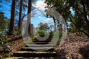 A wide stone staircase up a hill surrounded by trees with pink flowers and lush green plants and trees and bare winter trees