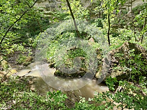 Wide stream in the forest. Stones with moss. Green plants and leaves on the bushes. Sandy yellow rock