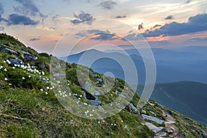 Wide summer mountain panorama at dawn. Beautiful white flowers blooming in green grass among big rocks and mountain range under pi