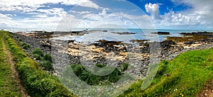 Wide summer panorama of the Icelandic coast with herbs, sandy beach, lava stones