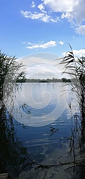 Wide summer river with reeds