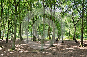 A wide sunlit footpath passes between oak and silver birch trees in Sherwood Forest