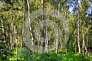 A wide sunlit footpath passes between oak and silver birch trees in Sherwood Forest