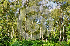 A wide sunlit footpath passes between oak and silver birch trees in Sherwood Forest