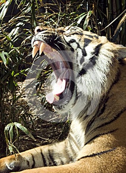 Wide Tiger Roar