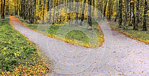 A wide trail in the autumn park forks into two hiking trails going in different directions