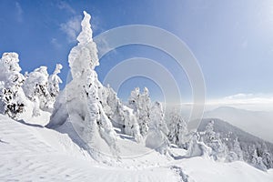 The wide trail. Beautiful landscape in the cold winter morning. Christmas forest. Location Carpathian, Ukraine, Europe.