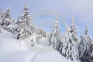 The wide trail. Beautiful landscape in the cold winter morning. Christmas forest. Location place the Carpathian Mountains, Ukraine