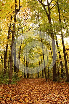 A wide trail covered in fallen leaves through a forest preserve with fall foliage in Wisconsin