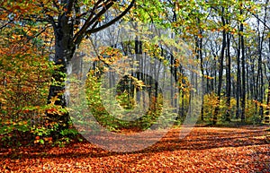 The wide trail covered with fallen leaves, on the sides of which grow trees with still green and already yellow leaves.