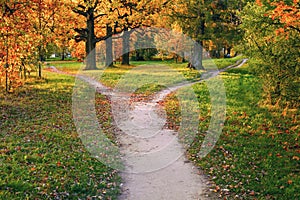 A wide trail strewn with fallen autumn foliage is divided into two paths that diverge in different directions. Autumn landscape photo