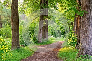 Wide trail of tall trees