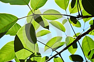 Wide tree leaves with many empty spaces