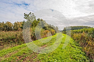 Wide unpaved grass path between the reeds on both sides