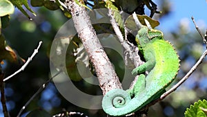 Wide upright clip of a jackson`s chameleon in hawaii