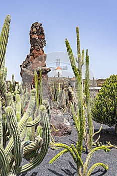 A wide variety of cacti in Jardin de Cactus, Lanzarote, Spain