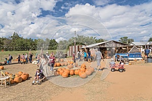 Wide variety of pumpkins decoration at local farm in Texas, Amer