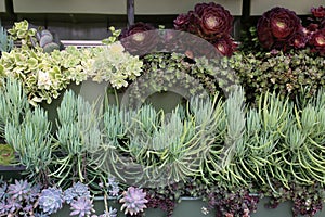 Wide variety of succulents on a garden wall