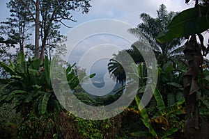 Wide view of banana plants and jungle in Kwanza Sul, Angola