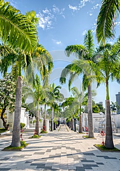 Wide view of a cemetery in Guayaquil