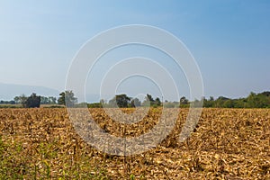 Wide view corn field affected by drought