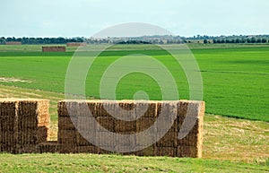wide view of a cultivated filed in the plain