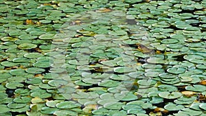 Wide view of densely packed lily pads on a pond close view