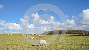 Wide view on Dutch landscape with sheep, meadow and cloudy skies