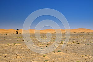 Wide view of the edge of the desert