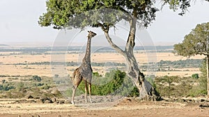 Wide view of a giraffe feeding in masai mara