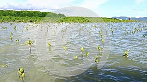 Wide view hypnotic ambient motion of replanted mangrove seedlings swaying in the water current