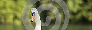 Wide view image of a beautiful swan head