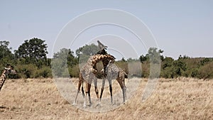 Wide view of male giraffes necking in masai mara, kenya