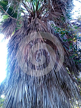 Wide view of palm tree