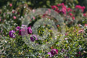 Wide view of purple roses in garden with blurred mottled background