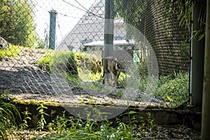 Wide view of a Sumatran tiger pacing about its zoo habitat outdoors