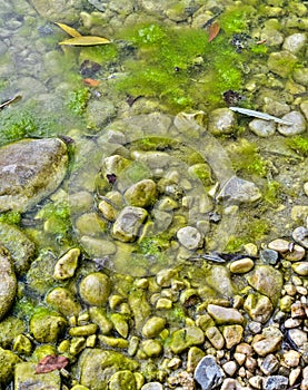 wide view of the swampy stony riverbed almost dried up in the summer