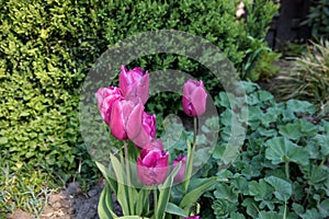 Wide view on tulips in the garden with a green background