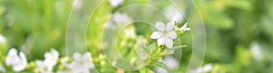 `A wide view of white blossom flower on green leaves blurred background