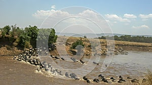 Wide view of wildebeest crossing the mara river in kenya