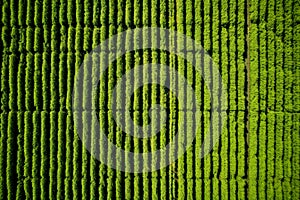 Wide views of crops where drones and technology coexist a combination of innovation and tradition