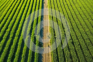 Wide views of crops where drones and technology coexist a combination of innovation and tradition