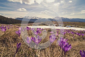 Wide violet crocus hillside with melting snow landscape photo