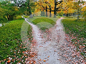 A wide walking trail in the park, strewn with fallen leaves, is divided into two narrow paths leading in different photo