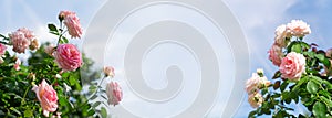 Wide web banner with roses